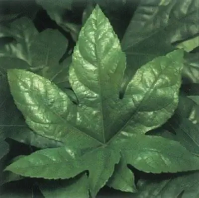 Аралия японская