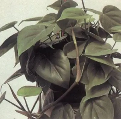 Филодендрон сердцелистный