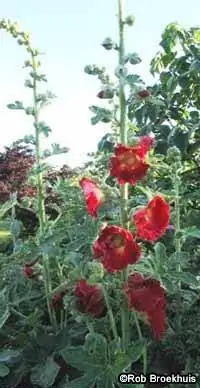 Мальва многолетняя