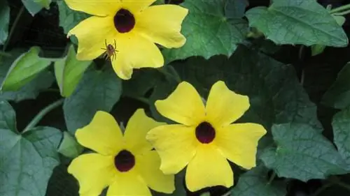 Тунбергия, Черноглазая Сьюзен Вайн, Часовая Вайн