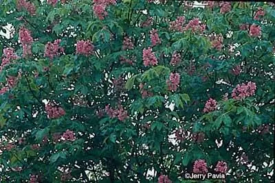 Рубиновый конский каштан