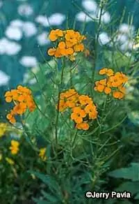 Английский тихоходка