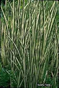 Пестрый сладкий флаг