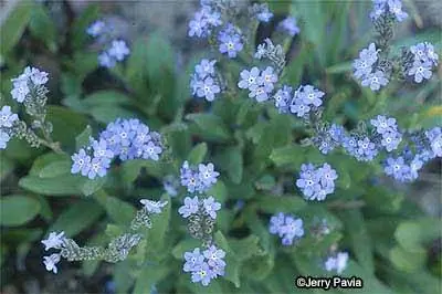 Альпийская незабудка