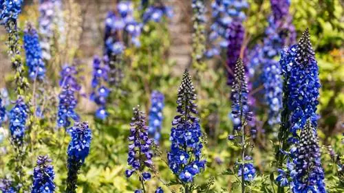 Синий Дельфий