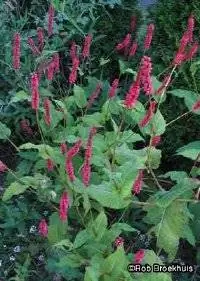 Горец, цветок гималайского руна