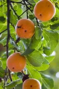 Хурма обыкновенная