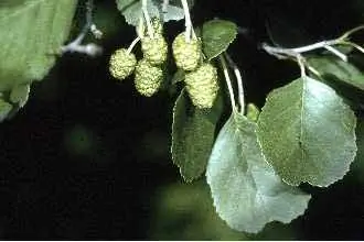 Ольха обыкновенная