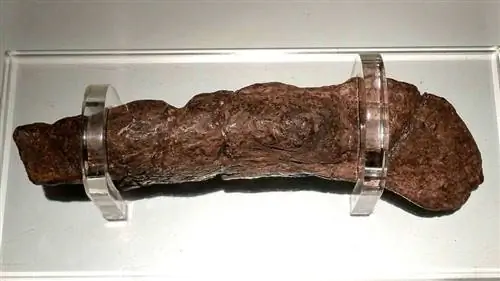 копролит Ллойда