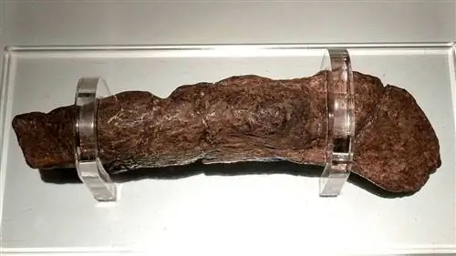 Самая длинная в мире история об какашках