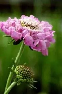 Цветок из игольницы