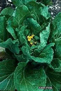 Вербейник гусиный