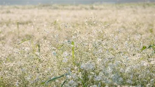 Многолетняя гипсофила