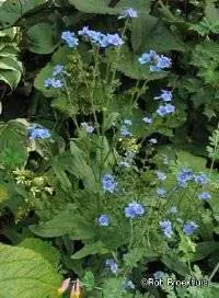 Китайская незабудка, гончий язык