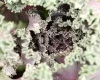 Декоративная капуста, Декоративная капуста