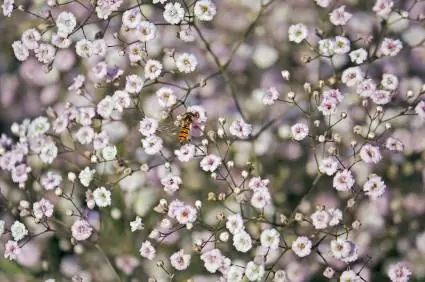 Годовой гипсофилы