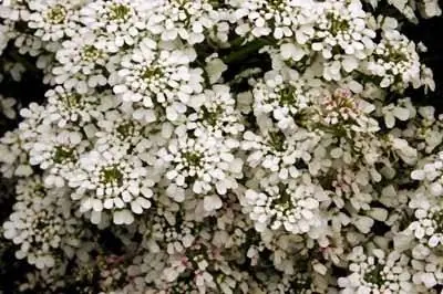 Ежегодный Candytuft