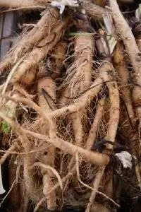 Сальсификация, устричное растение