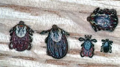 древесные и оленьи клещи