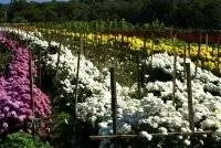 Запекание овощей