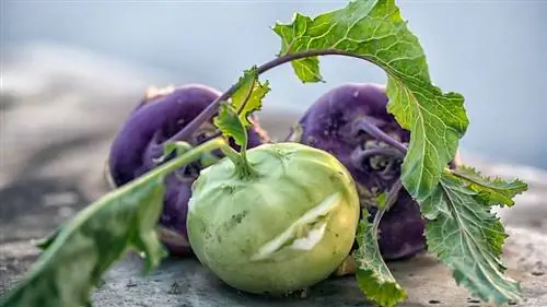 Кольраби