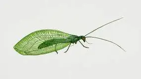 зеленая златоглазка, Chrysoperla carnea зеленая златоглазка, Chrysoperla carnea