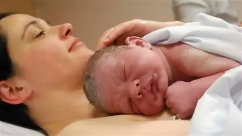 Почему женщины не вылизывают своих детей дочиста после родов