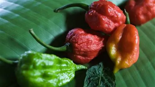 Могут ли Ghost Peppers убить вас?