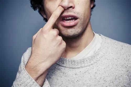 Как в носу образуются козявки?