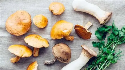 дикие грибы