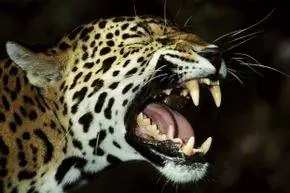 Ягуар показывает свои зубы