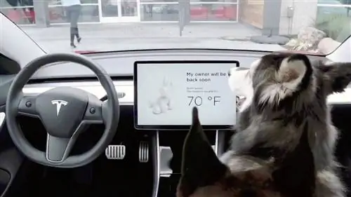 Режим Tesla Dog позволяет домашним животным охлаждаться в запертых машинах