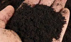10 странных пристрастий