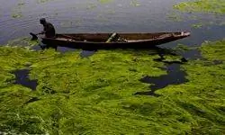 Кашмирский лодочник убирает водоросли из озера Дал 31 марта 2012 года в Сринагаре, летней столице индийского Кашмира, Индия.