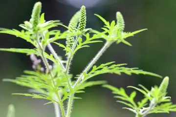 Амброзия процветает! Узнайте, как лечить аллергию на амброзию