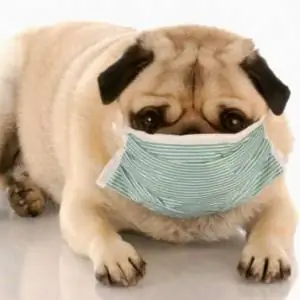 Мифы и заблуждения об аллергии на домашних животных