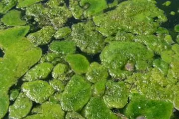 Как превратить водоросли в биотопливо?