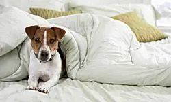 Джек-рассел-терьер в постели
