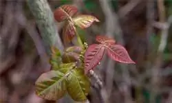 прозрачный ядовитый плющ 250x150