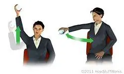 Передние поднимаются и скручиваются.