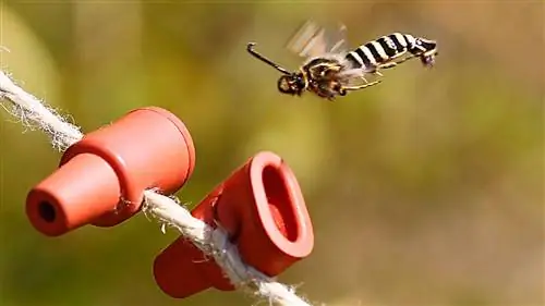 Что делают феромоны с людьми и животными?