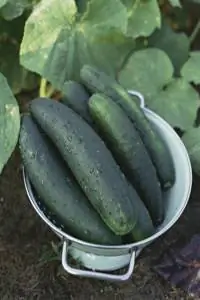 Огурцы: натуральные продукты