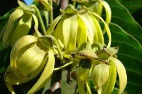 Иланг-иланг, Cananga odorata