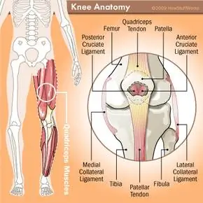 анатомия колена