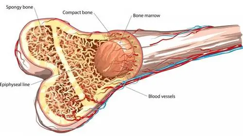 костная структура