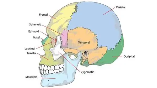Боковой (боковой) вид человеческого черепа