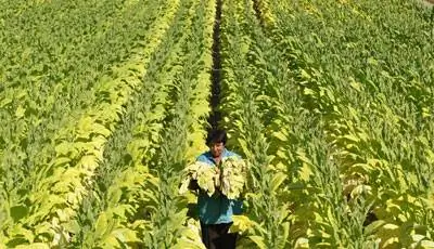 Заразен ли отказ от курения?