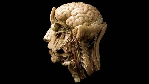 Будущее 3D-печати Живой человеческий мозг?