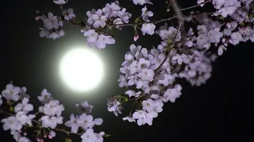 полная луна среди цветов