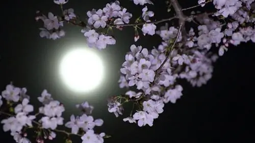 Майское полнолуние – цветочная луна